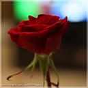 الصورة الرمزية سمر عز الدين