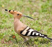 الصورة الرمزية ابتسام السيد